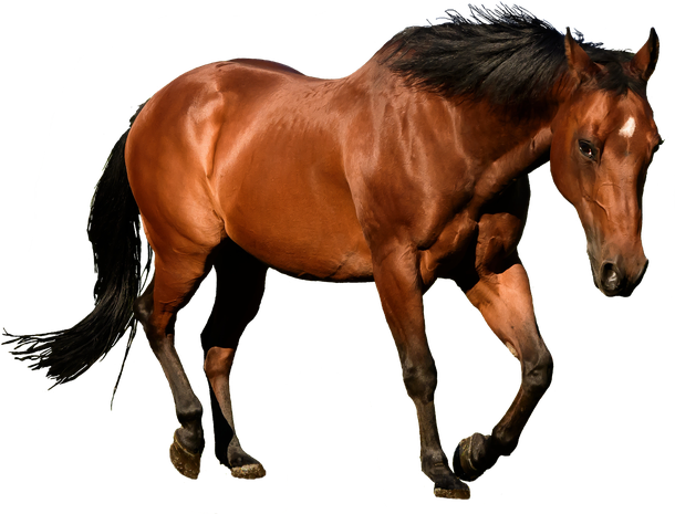 A Horse Is An Angel Without Wings - Frases De Leo Pavoni (610x465)
