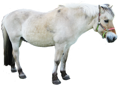 Horse Riding Clipart Small - Stallion (413x298)