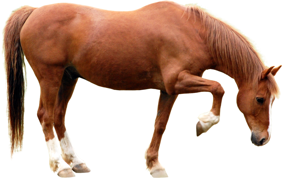 Pre Cut By The Horse Lover - Horse (1024x641)