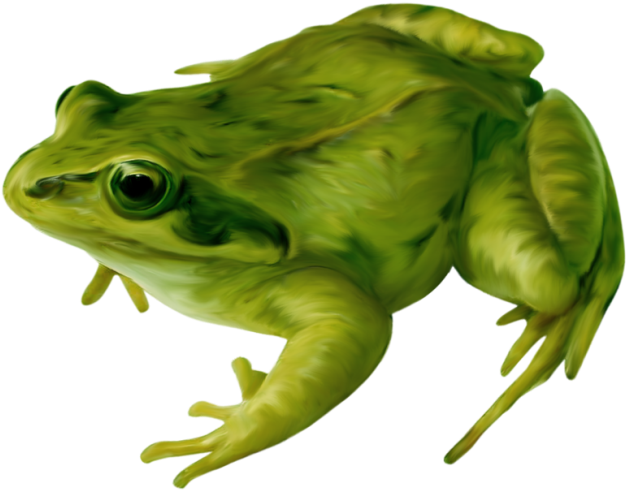 Frog Amphibian Drawing Clip Art - Green Frog Png (650x522)