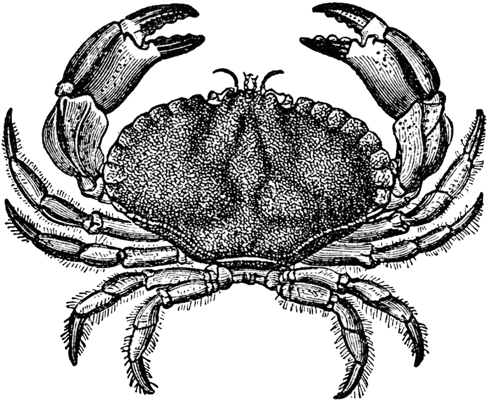 Free Vintage Digital Stamps Free Vintage Digital Stamp - Dungeness Crab Black And White (1600x1316)
