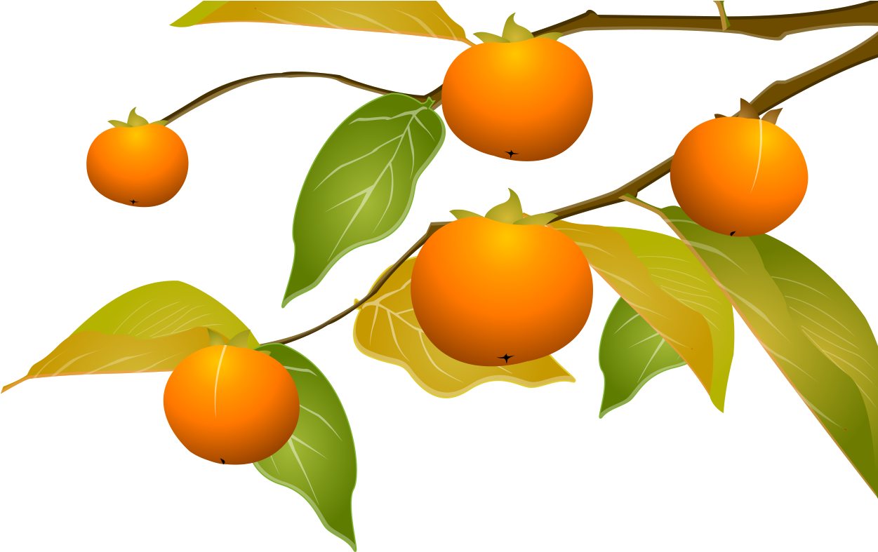 Kumquat Tangerine Persimmon Clementine - Persimmon (1341x1129)