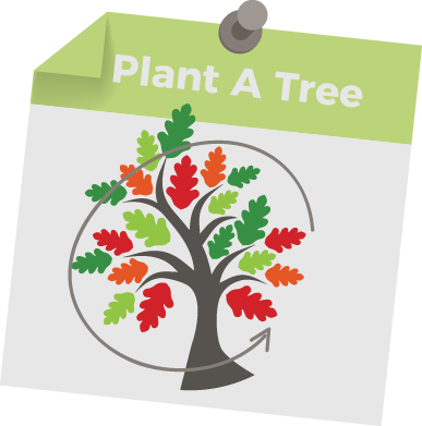 During 1 Year - Oak (387x391)