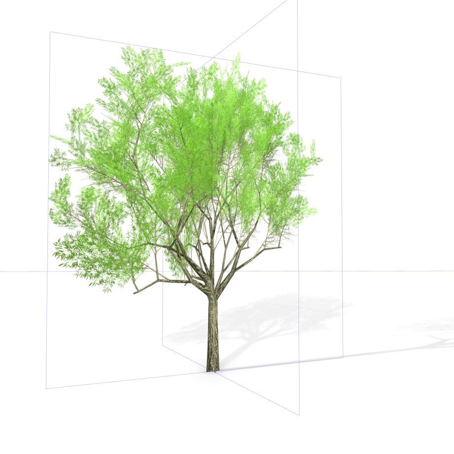 22 Eucalyptus Crebra Tree Royalty-free 3d Model - Tree (920x920)
