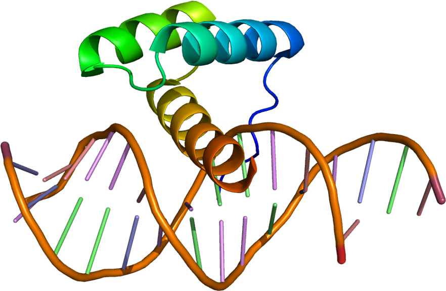 Homeobox Protein (931x624)