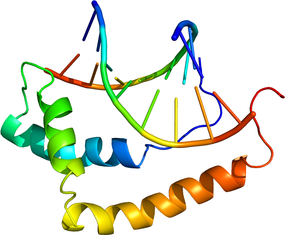 Sox9 Protein (1200x1000)