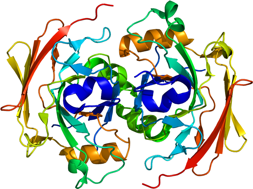 Tropomyosin Receptor Kinase A (912x696)
