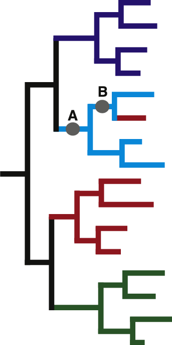 E Schematic Phylogenetic Tree Showing The Best Possible - Phylogenetic Tree (343x685)