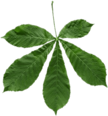 Download - Chestnut Leaf Png (560x420)