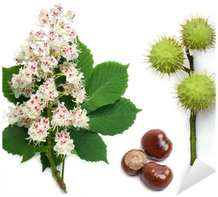 Horse-chestnut Flowers, Leaf And Seeds Sticker • Pixers® - Horse Chestnut Tree Flower (400x400)