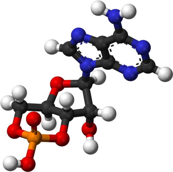 Cyclic Adenosine Monophosphate 3d Balls - Ball And Stick Model Of Nucleic Acid (604x600)