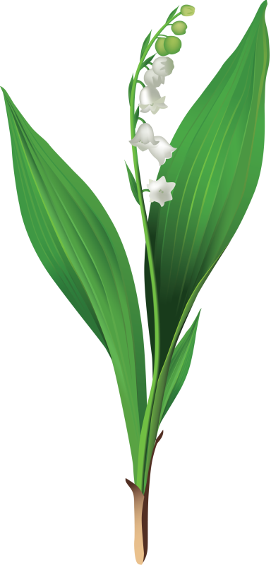 Tubes Fleurs - - Carolineblue - Kwiaty Transparent - Lily Of The Valley Clipart (384x800)