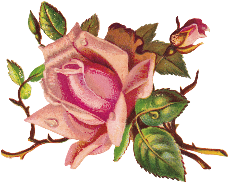 Vintage Floral Label - One Pink Rose Wall Clock (800x800)