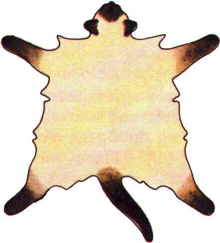 Sealpoint - Seal Point (452x492)