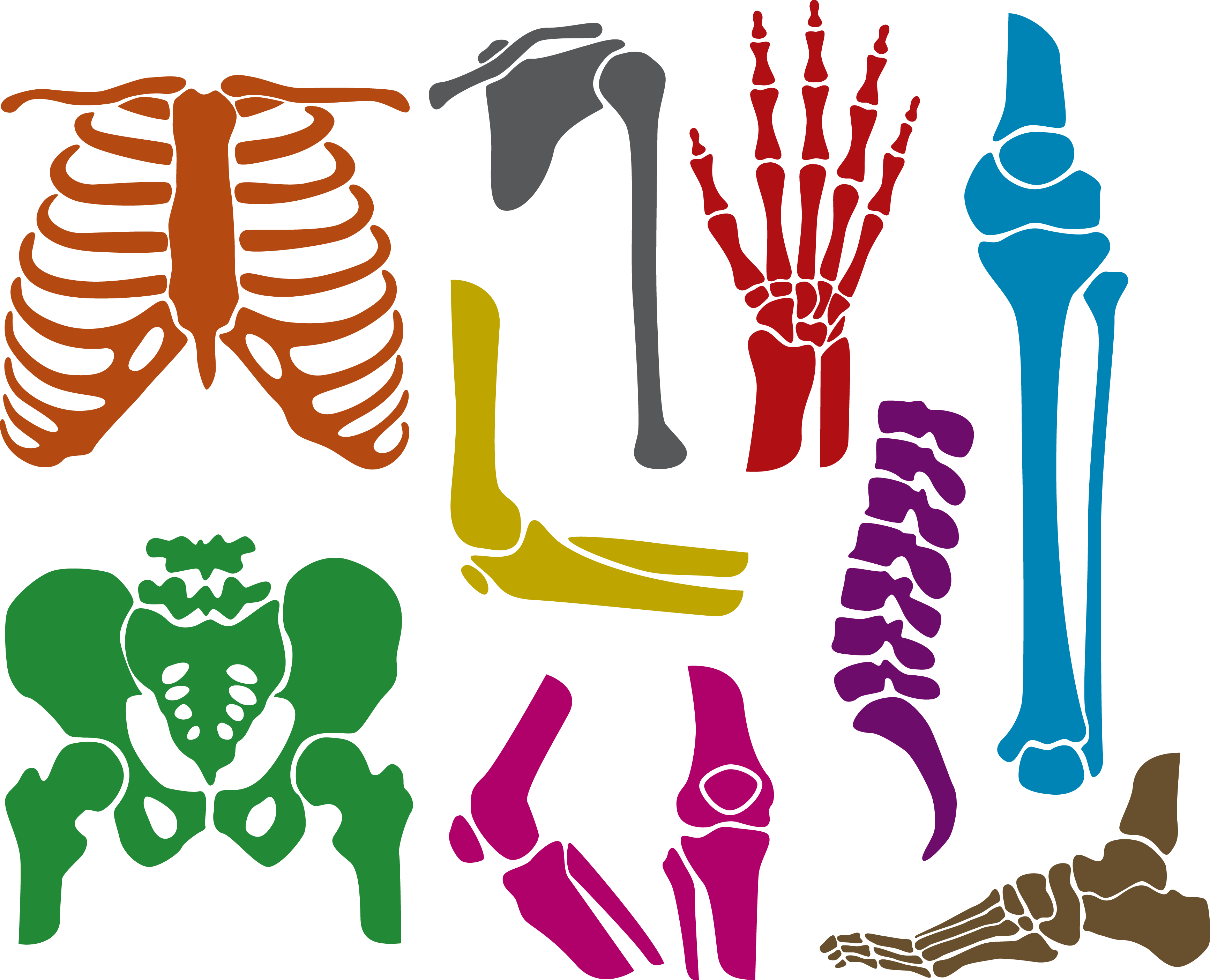 Human Skeleton Bone Euclidean Vector - Gay Flag Rainbow Skeleton Shirt Halloween Lgbt (3468x2808)