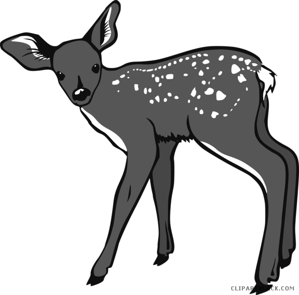 Baby Deer Animal Free Black White Clipart Images Clipartblack - White Tailed Deer Cartoon (586x578)