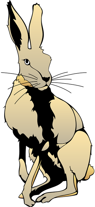 Why Don't You Try Making Your Own Phrases Of How Much - Hare (360x720)