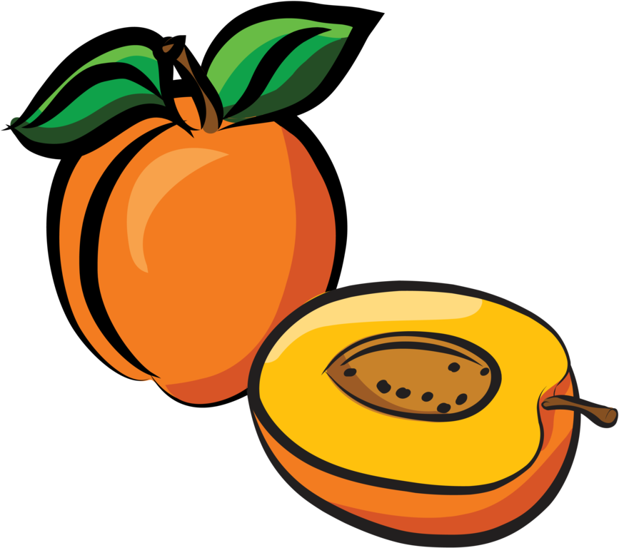 Apricot - Sketch (1000x1000)