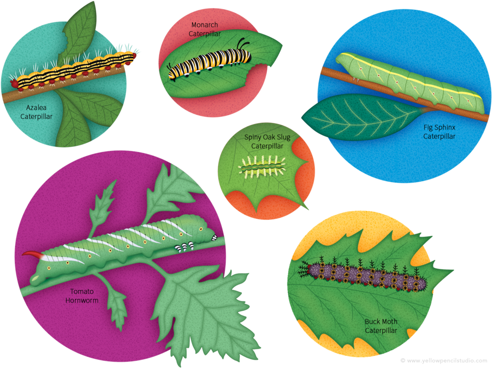 Caterpillar Species Yellow Pencil Studio - Design (1000x733)