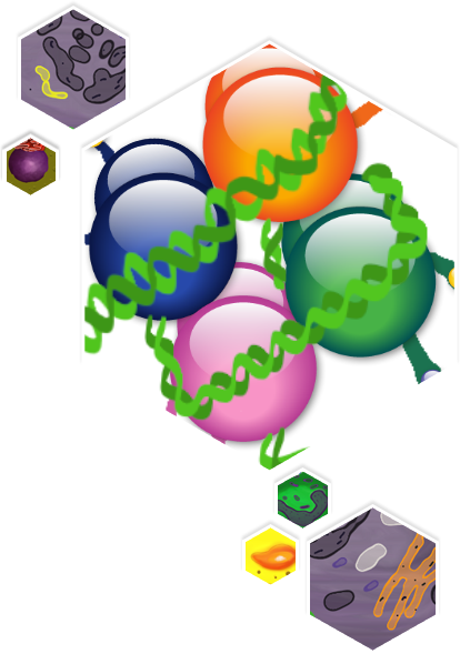Construction Of A Computable Cell Proliferation Network - Construction Of A Computable Cell Proliferation Network (414x589)