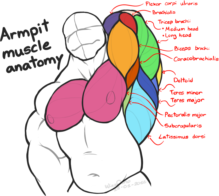 View Collection - Muscles In The Armpit (837x750)