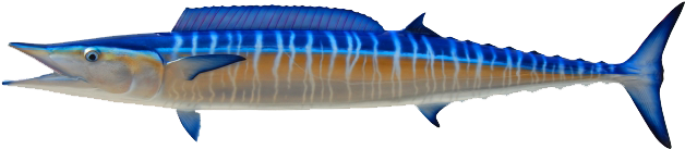 Wahoo - Atlantic Blue Marlin (641x320)