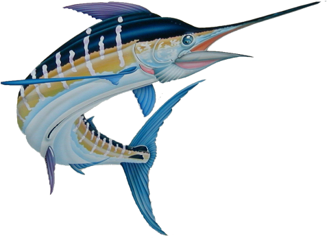 Atlantic Blue Marlin (952x792)