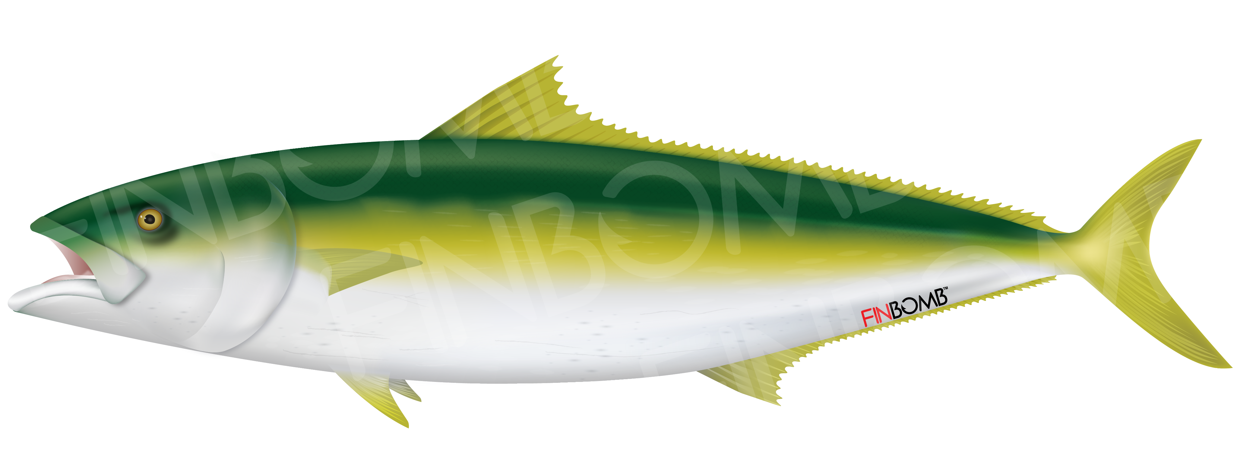 Yellowtail - Albacore Fish (4163x2083)