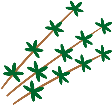 Thymian, Oregano - Thymian, Oregano (531x411)