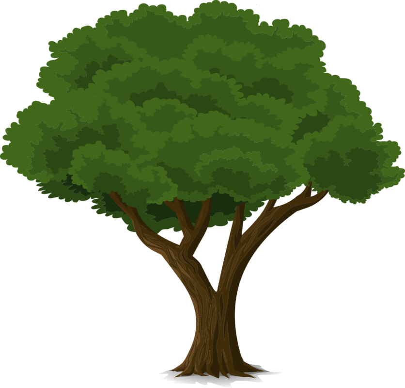 Tree Forest Trunk Nature Leaves Branches O - Community Trees Clip Art (1280x1225)