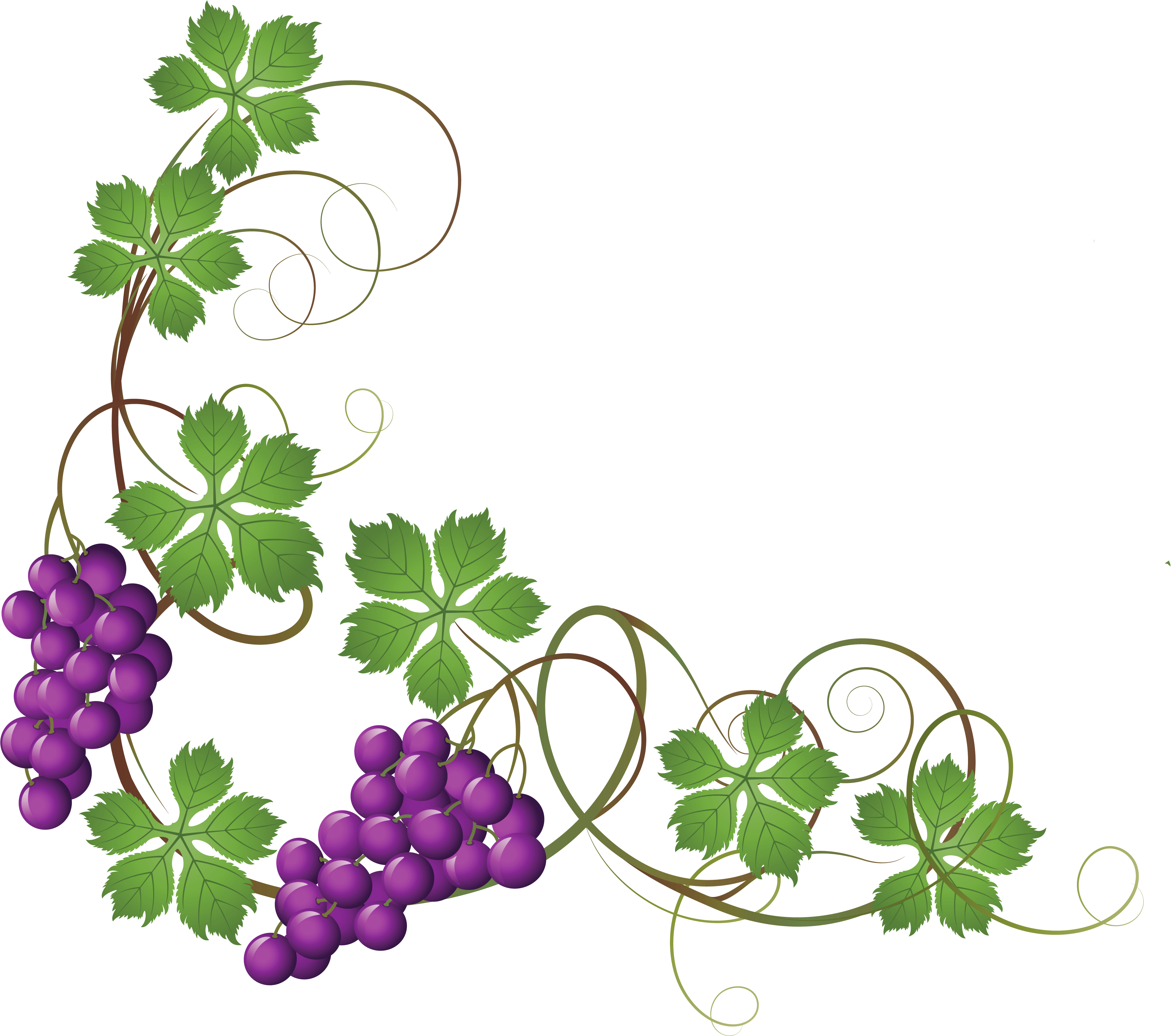 Common Grape Vine Wine Grape Leaves Clip Art - Grape Vine Transparent Background (4340x3658)