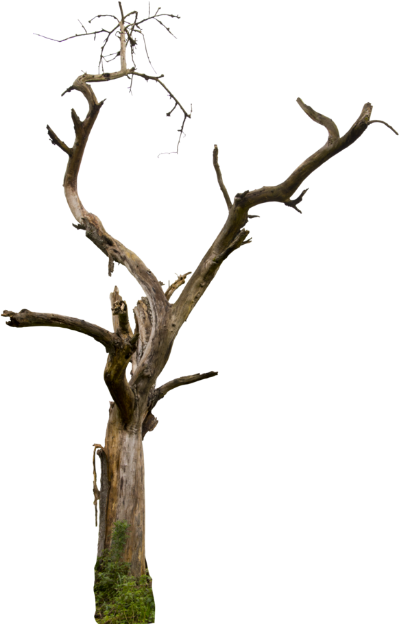 Dead Tree 04 Hq By Gd08 - Dead Tree Png (600x917)