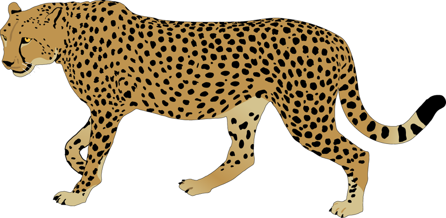Top 68 Cheetah Clipart - Cheetah Images Clip Art (900x441)