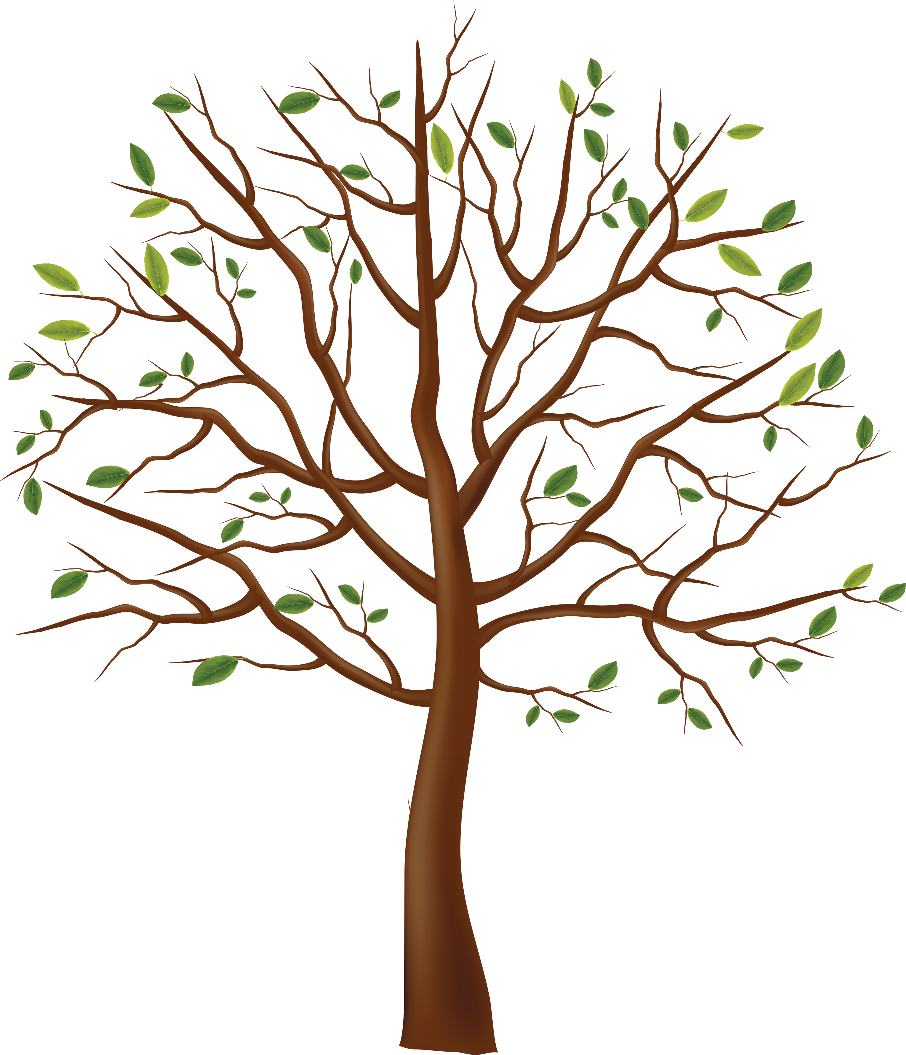 Tree Png Image - Tree Drawing Transparent Background (2968x3456)