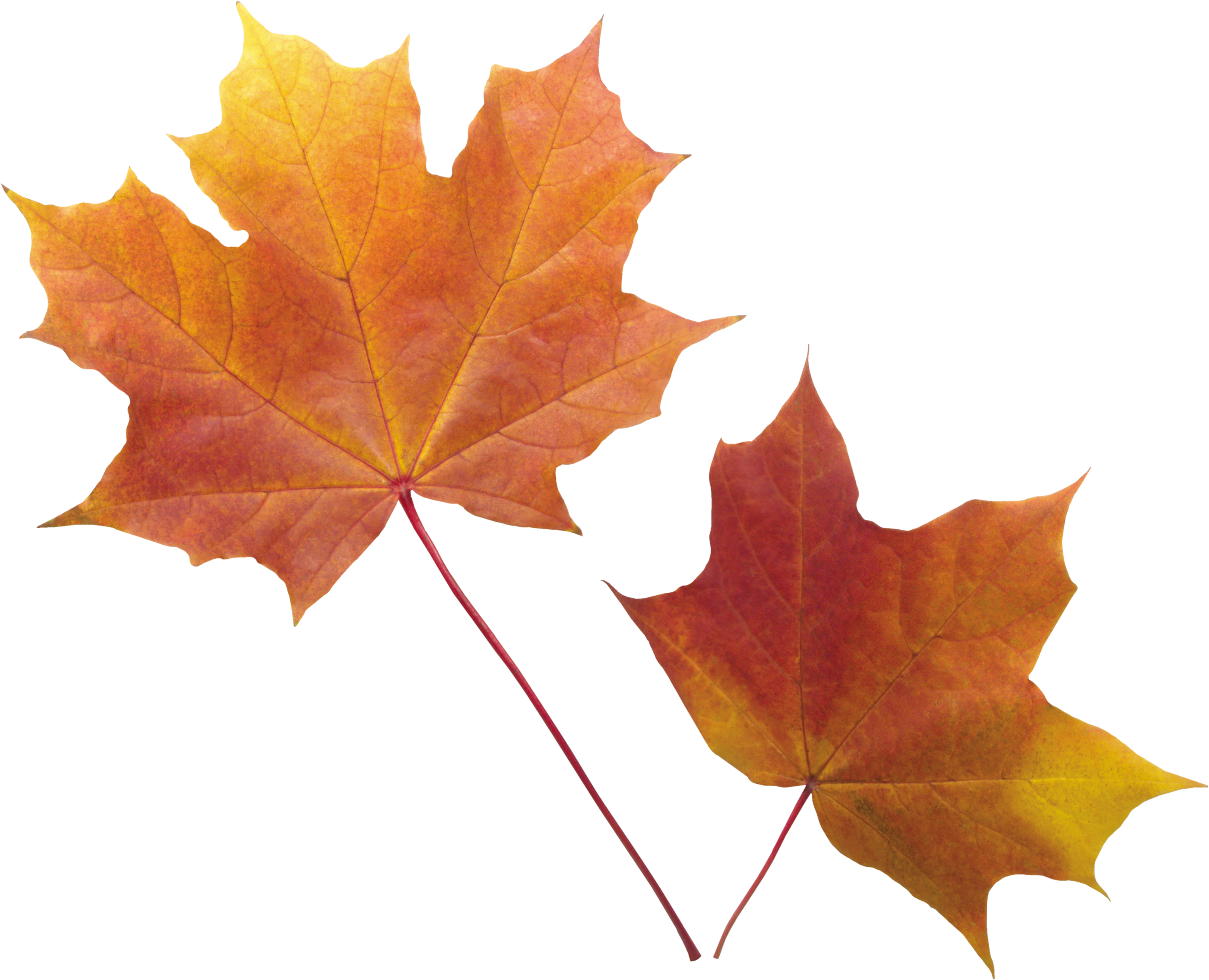 Autumn Png Leaf - Fall Leaves Transparent Background (2800x2269)