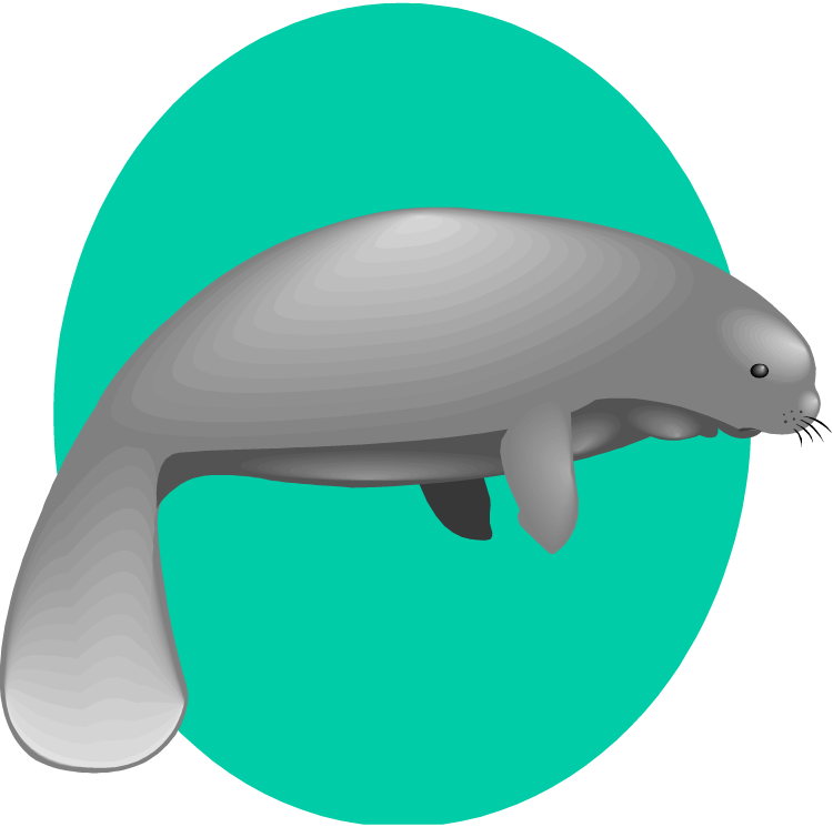 Manatee Clip Art - Dugong Clipart Png (750x745)