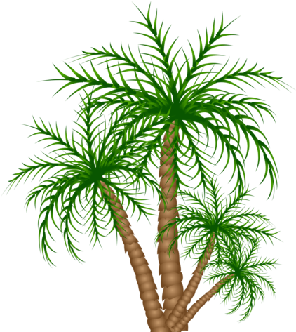 Congo Playfield Palm Trees - Roystonea (530x600)