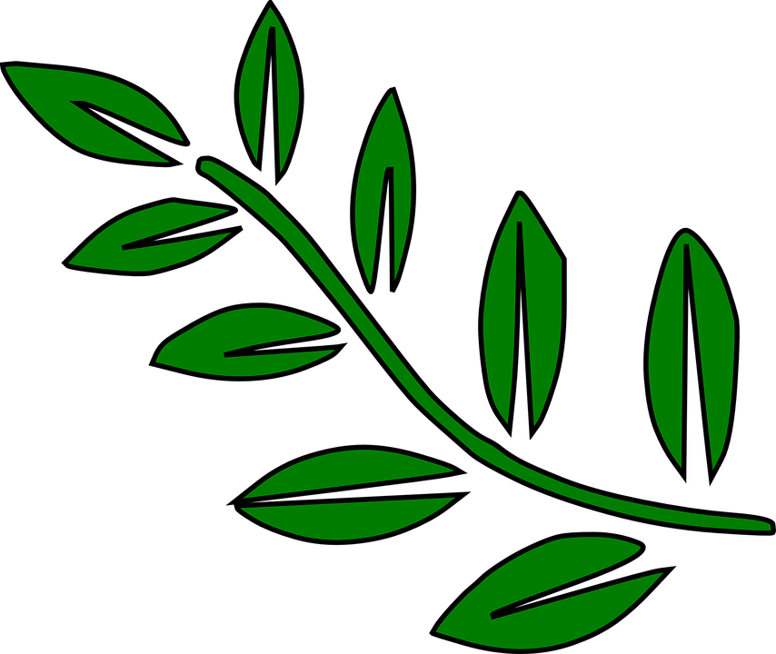 Fern Leaves Green Palm Tree Branches Branch - Tree Branch Clip Art (854x720)