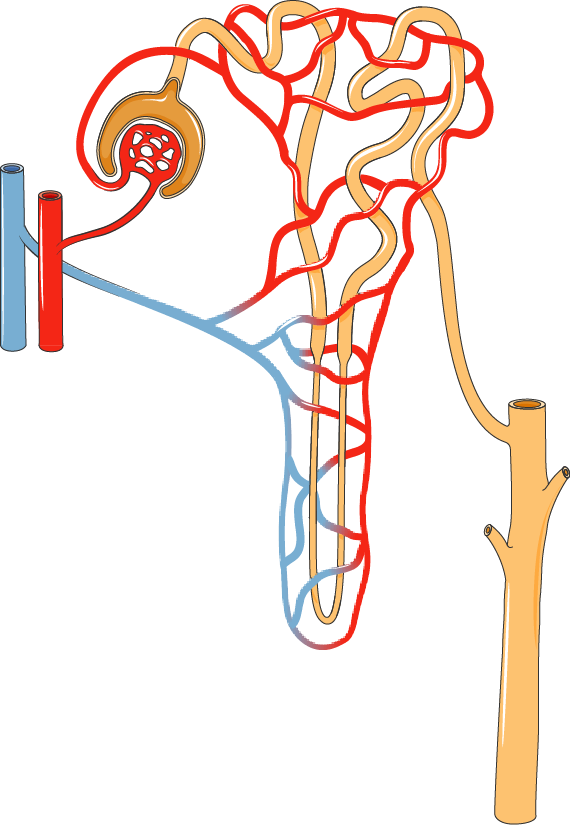 Nephron - Nephron Png (570x825)