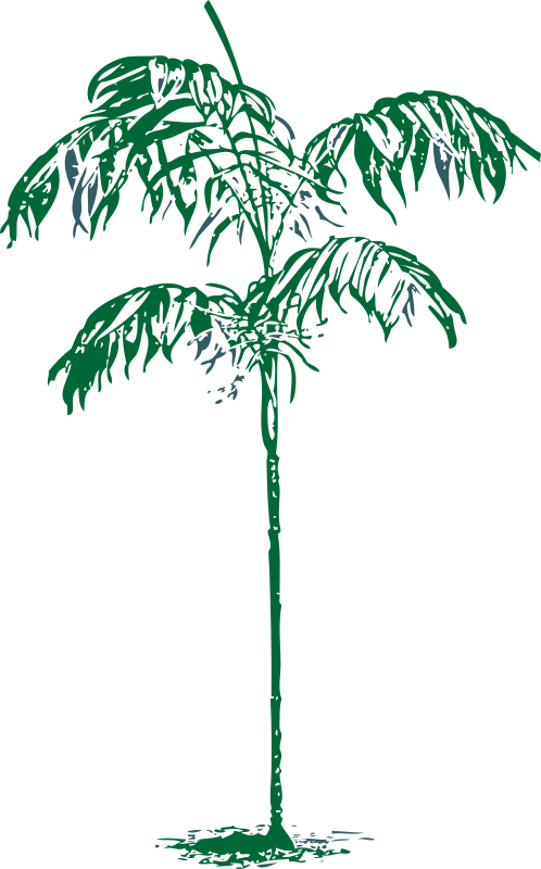 Free Chamaedorea Sartorii - Clip Art (498x800)