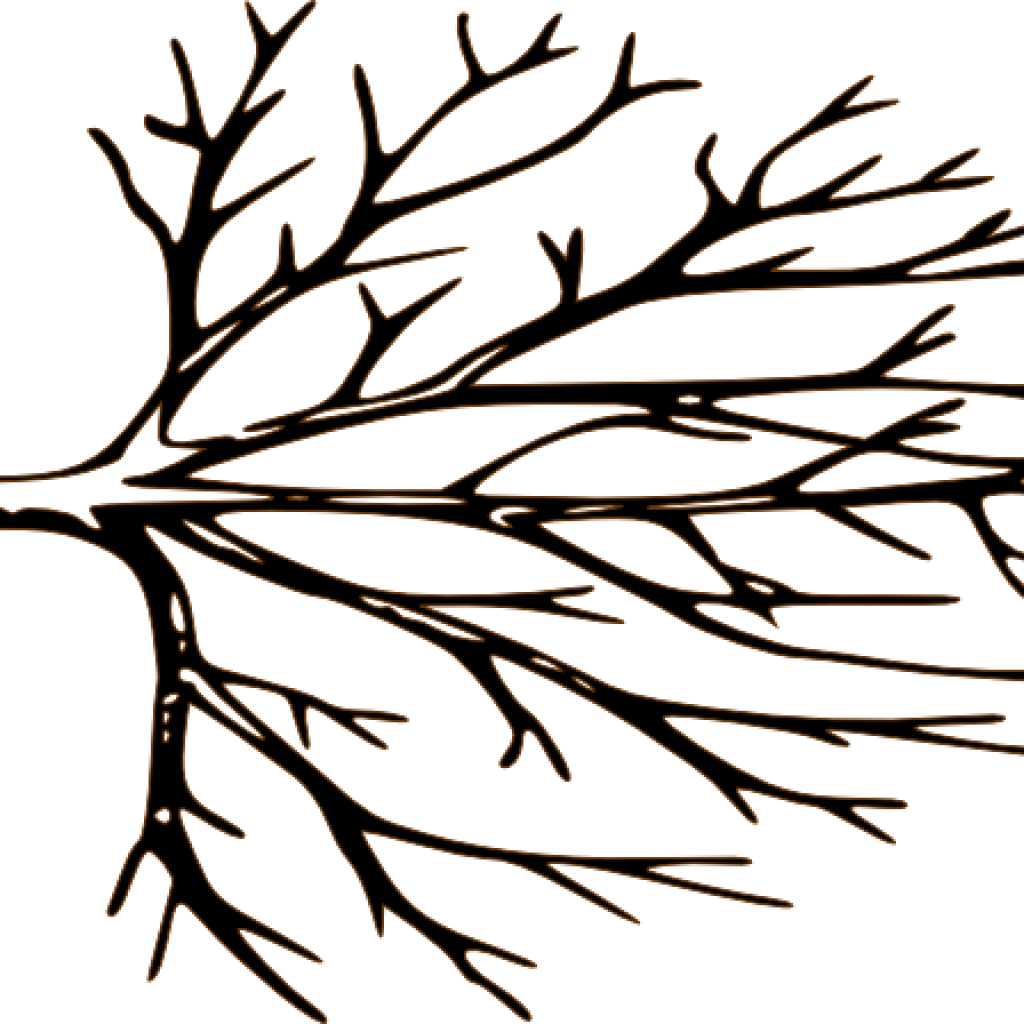 Bare Tree Clipart Black And White Bare Tree Clipart - Free Tree Clipart Black And White (1024x1024)