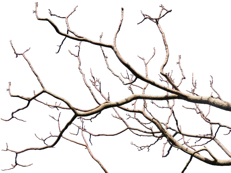 Dead Tree Branch With Transparent Background Png - Tree Branch Transparent Background (800x600)