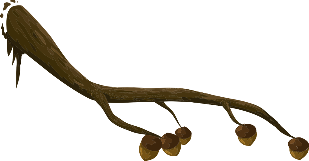 Branch - Clipart - Branch Clipart (1000x521)