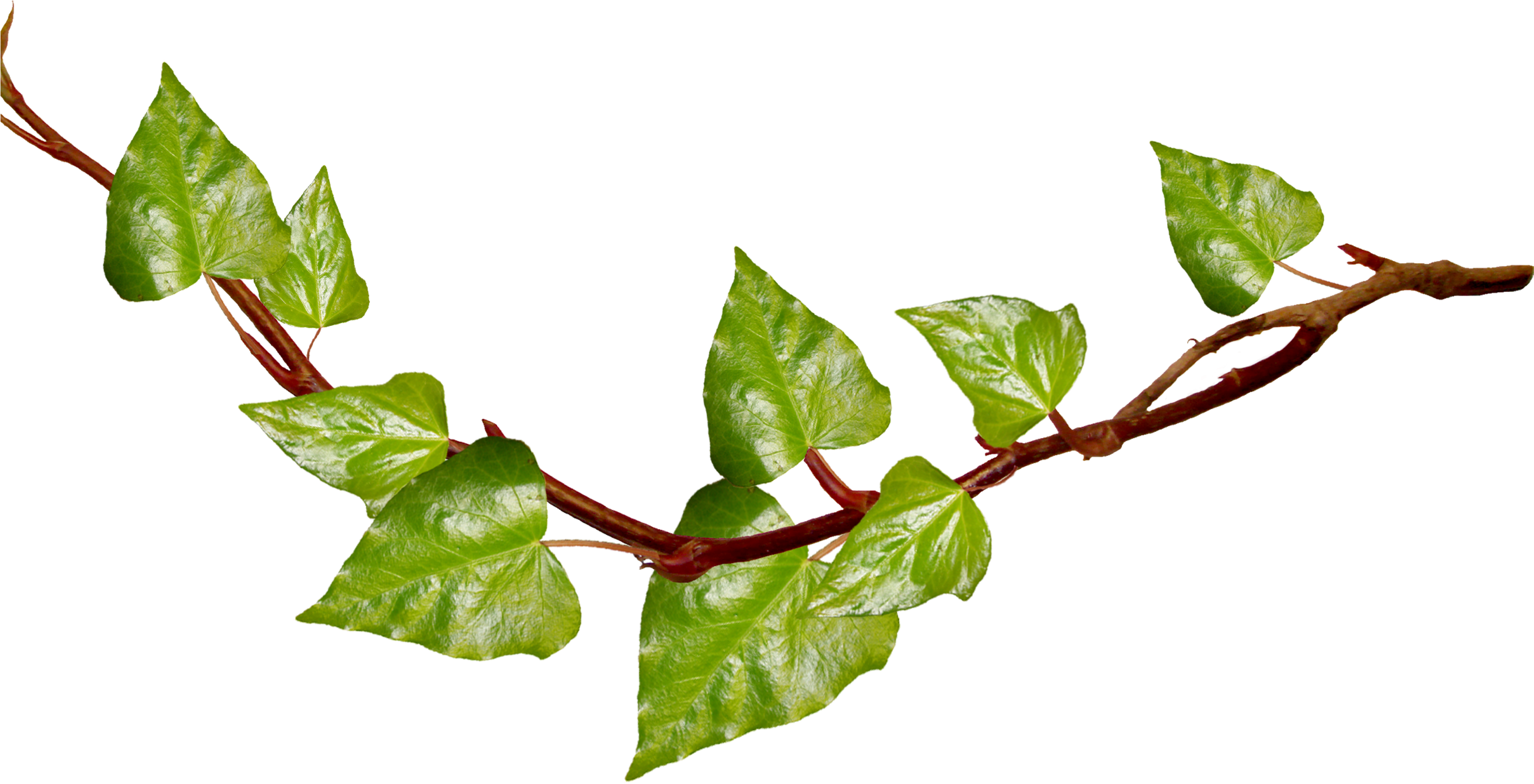 Green Branch Cliparts - Vine With Transparent Background (3600x1873)