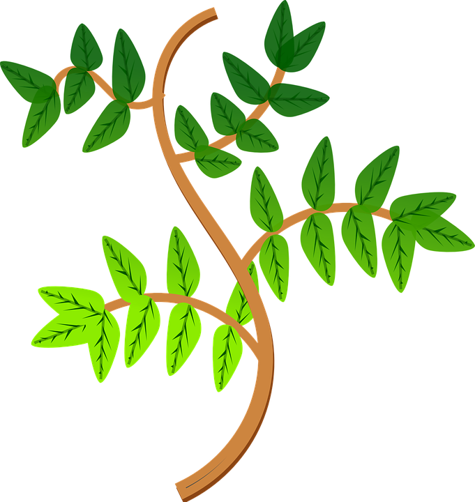 Branch Clipart Leave - Ramas De Una Planta (681x720)