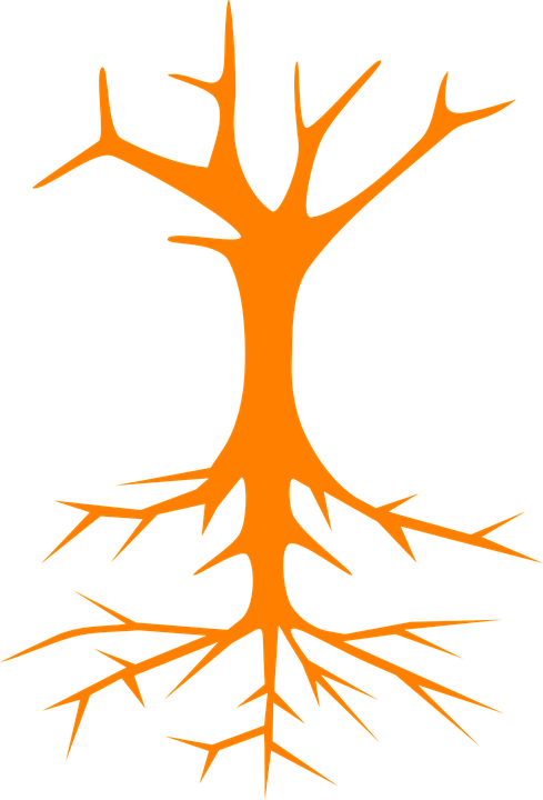 Tree Roots Stem Branches Naked Bare Cross Section - Tree Clip Art (489x720)