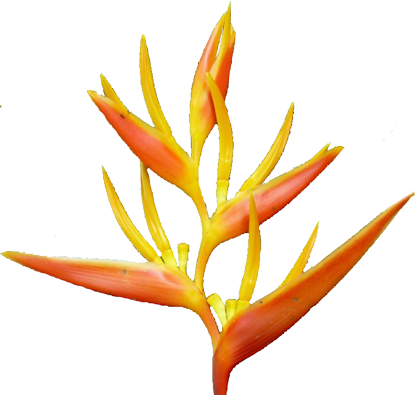Kids Hawaiian Luau Clipart Free Clip Art Images - Tropical Flower Vector Png (418x395)