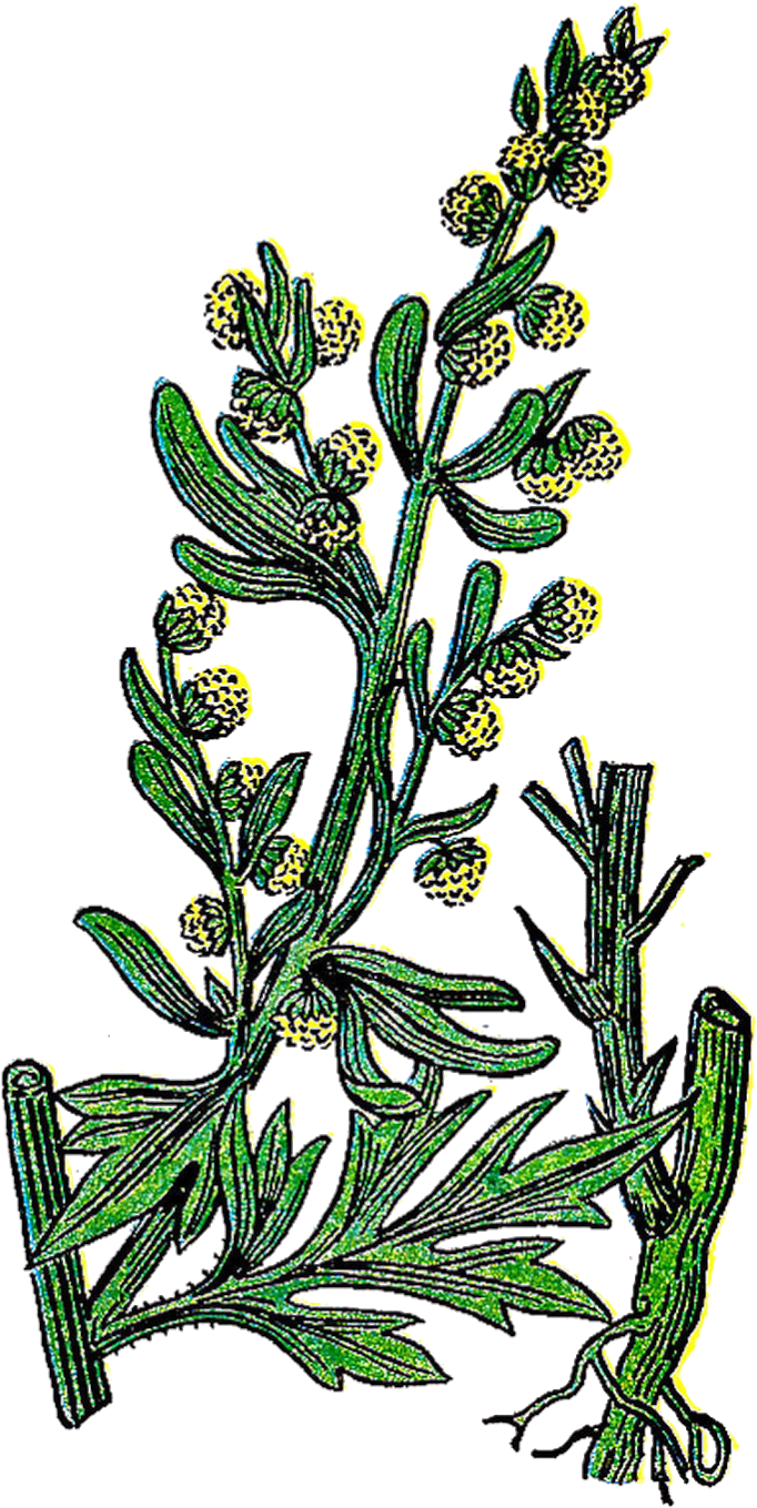 Vintage Flower Clipart Botanical - Wormwood Clipart (964x1600)