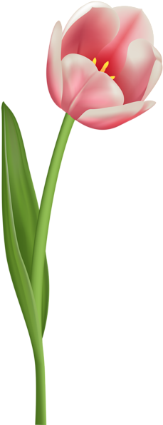 Open Tulip Transparent Png Clip Art Image - Open Tulip Png (239x600)