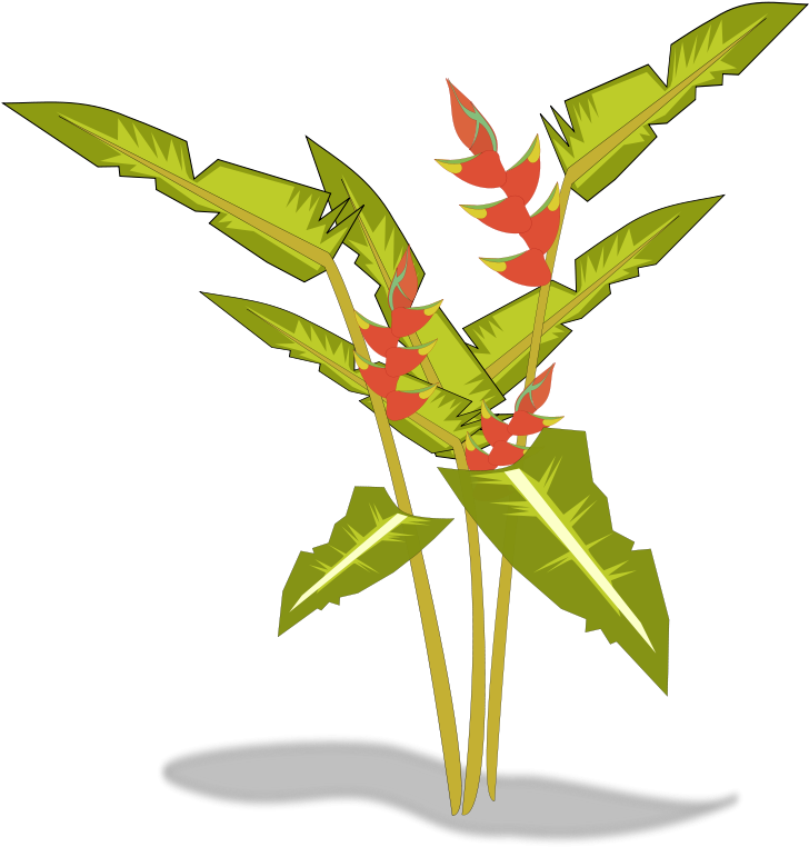 Tree-12b Free Heliconia - Tropical Plant Clip Art (800x800)